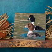 Alert Goldeneye Fotoplatte (Seite)