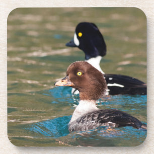 Alert Goldeneye Getränkeuntersetzer