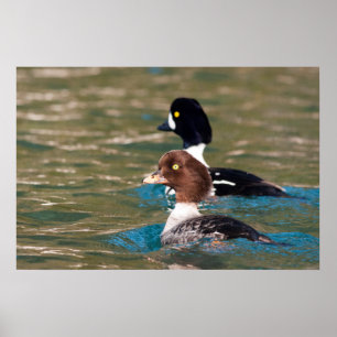 Alert Goldeneye Poster