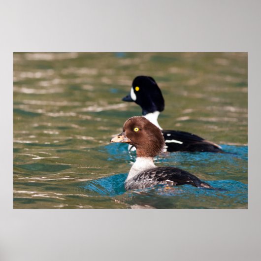 Alert Goldeneye Poster (Vorne)