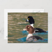 Alert Goldeneye Postkarte (Vorne/Hinten)