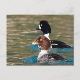 Alert Goldeneye Postkarte