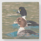 Alert Goldeneye Steinuntersetzer (Vorderseite)