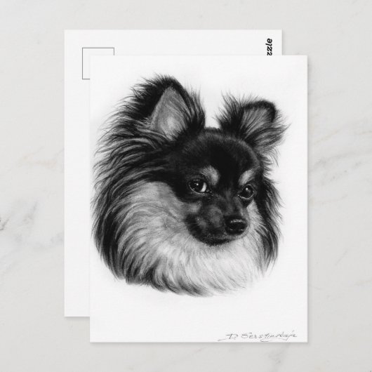 Alert Long Haired Chihuahua Hand Drawn Art Postkarte (Vorne/Hinten)