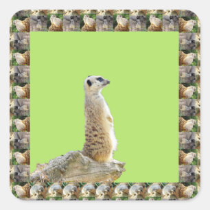 Alert Meerkat Gerahmt von Meerkats, Quadratischer Aufkleber