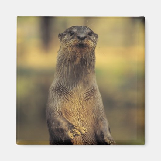 Alert Otter Magnet (Vorne)