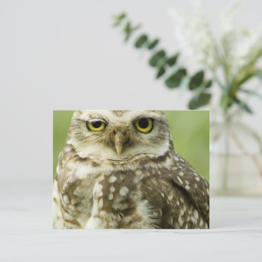 Alert Owl Postkarte (Stehend Vorderseite)