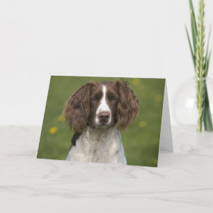 Alert springer karte