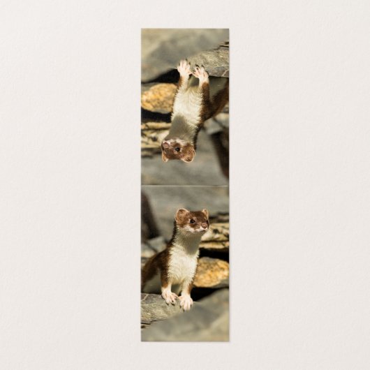 Alert Weasel (Außenseite Aufgefaltet)