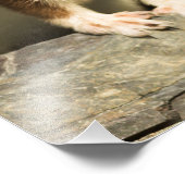 Alert Weasel Fotodruck (Ecke)