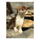 Alert Weasel Fotodruck (Vorne)