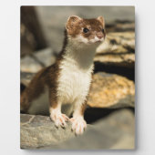 Alert Weasel Fotoplatte (Vorderseite)