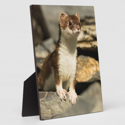 Alert Weasel Fotoplatte (Seite)