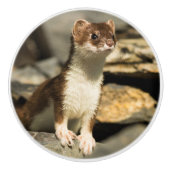 Alert Weasel Keramikknauf (Vorderseite)