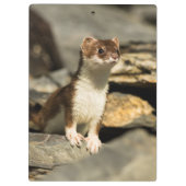 Alert Weasel Klemmbrett (Rückseite)