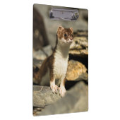 Alert Weasel Klemmbrett (Rechts)