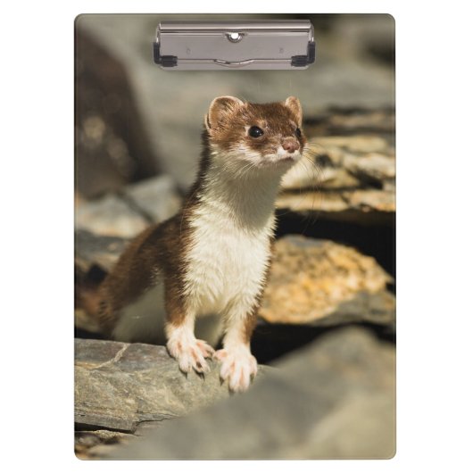 Alert Weasel Klemmbrett (Vorderseite)
