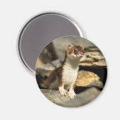 Alert Weasel Magnet (Vorderseite/Rückseite)