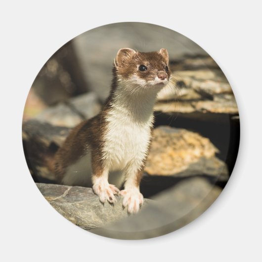 Alert Weasel Magnet (Vorne)