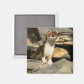 Alert Weasel Magnet (Vorderseite/Rückseite)