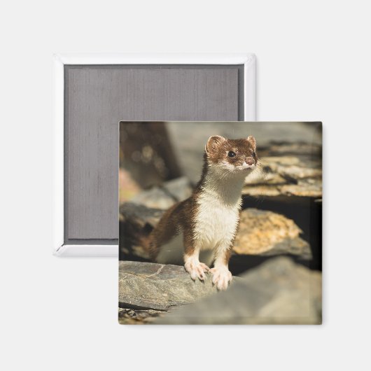 Alert Weasel Magnet (Vorderseite/Rückseite)