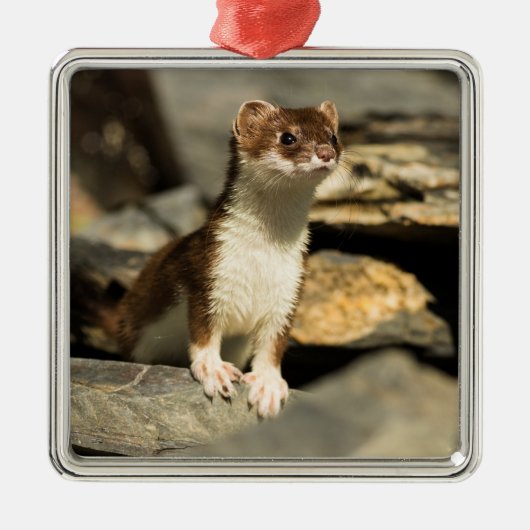 Alert Weasel Ornament Aus Metall (Vorne)