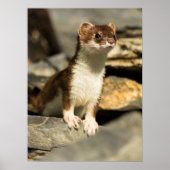 Alert Weasel Poster (Vorne)