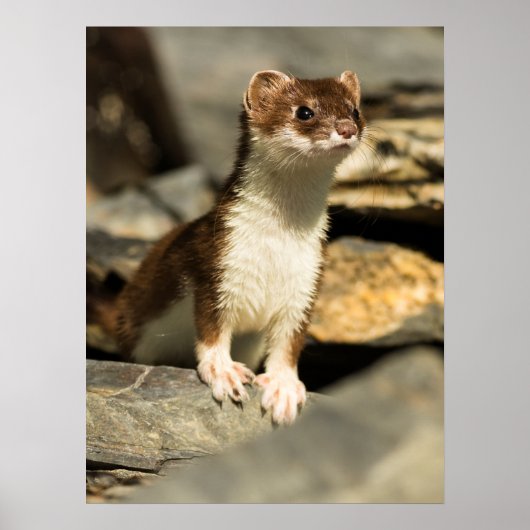 Alert Weasel Poster (Vorne)