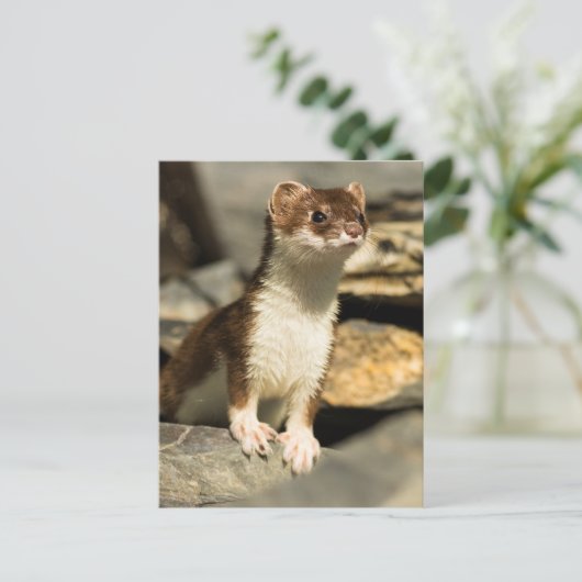 Alert Weasel Postkarte (Stehend Vorderseite)