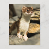 Alert Weasel Postkarte (Vorderseite)