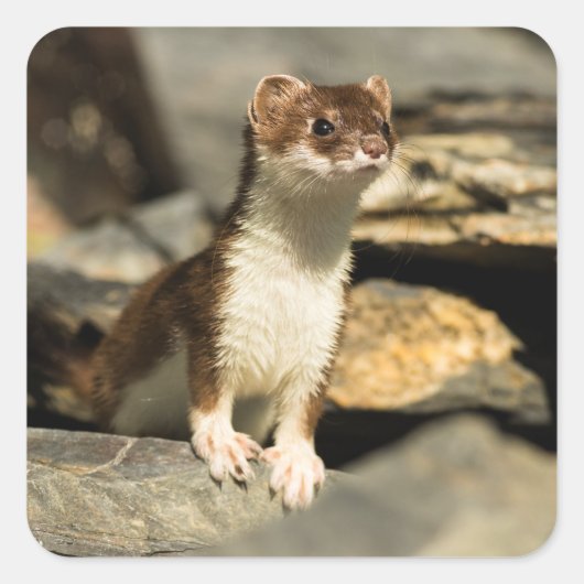 Alert Weasel Quadratischer Aufkleber (Vorderseite)