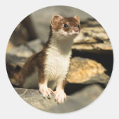Alert Weasel Runder Aufkleber (Vorderseite)