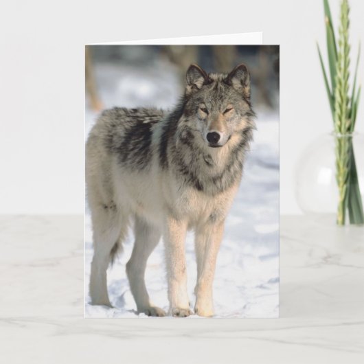 Alert Wolf Karte (Vorderseite)