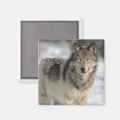 Alert Wolf Magnet (Vorderseite/Rückseite)