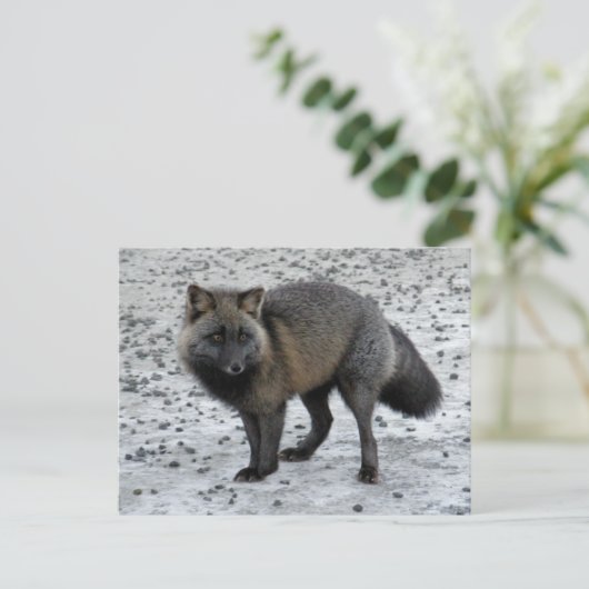 Aleutian Fox auf der Insel Unalaska Postkarte (Stehend Vorderseite)