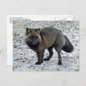 Aleutian Fox auf der Insel Unalaska Postkarte (Vorne/Hinten)