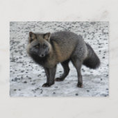 Aleutian Fox auf der Insel Unalaska Postkarte (Vorderseite)