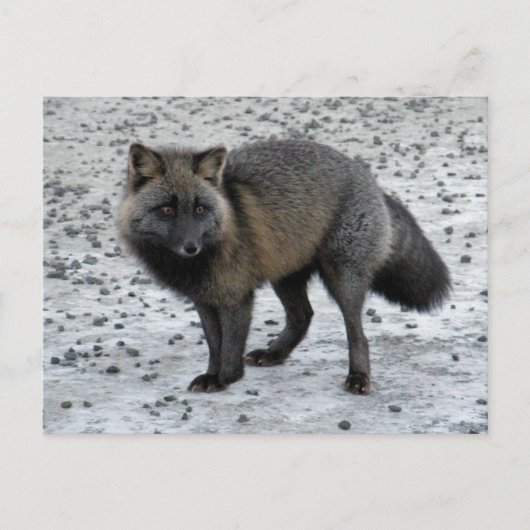 Aleutian Fox auf der Insel Unalaska Postkarte (Vorderseite)