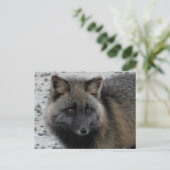 Aleutian Fox auf der Insel Unalaska Postkarte (Stehend Vorderseite)