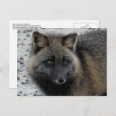 Aleutian Fox auf der Insel Unalaska Postkarte (Vorne/Hinten)