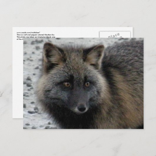 Aleutian Fox auf der Insel Unalaska Postkarte (Vorne/Hinten)