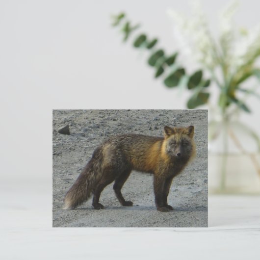 Aleutian Fox auf der Straße, Insel Unalaska Postkarte (Stehend Vorderseite)