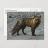 Aleutian Fox auf der Straße, Insel Unalaska Postkarte (Vorne/Hinten)