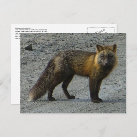 Aleutian Fox auf der Straße, Insel Unalaska Postkarte (Vorne/Hinten)