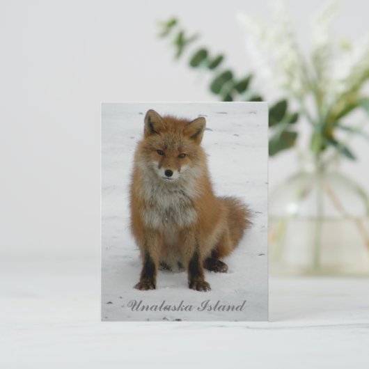 Aleutian Fox im Winter, Insel Unalaska Postkarte (Stehend Vorderseite)