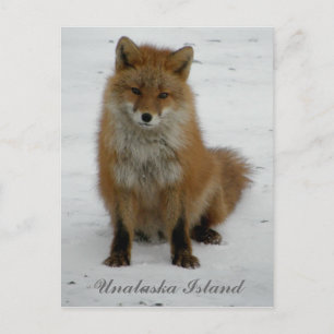 Aleutian Fox im Winter, Insel Unalaska Postkarte