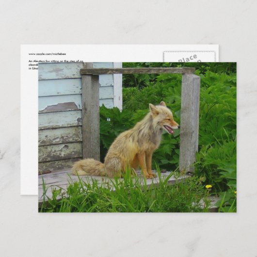 Aleutian Fox in Unalaska, Alaska Postkarte (Vorne/Hinten)