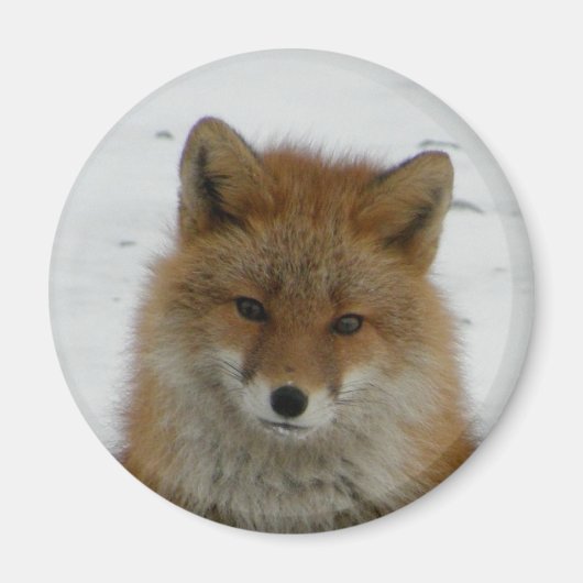 Aleutian Fox Magnet (Vorne)