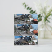 Aleutian Fox Stealing Catfood Postkarte (Stehend Vorderseite)