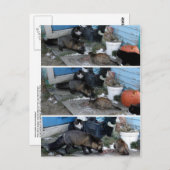 Aleutian Fox Stealing Catfood Postkarte (Vorne/Hinten)